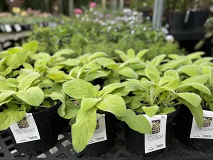 potted key lime lamb's ear plants with care tags in a garden center