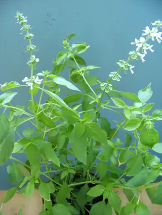 potted lemon basil herb with vibrant green leaves and white flower spikes against a solid blue background