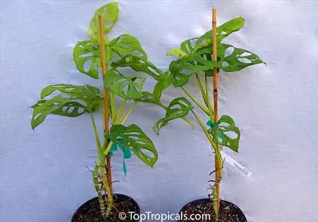 potted monstera adansonii narrow plants with fenestrated leaves supported by bamboo stakes against plain background
