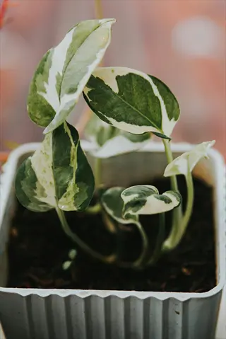 potted njoy pothos plant showcasing green and white variegated leaves in textured white container
