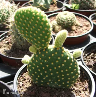 potted opuntia microdasys (bunny ears cactus) with green pads and white dots in garden pots