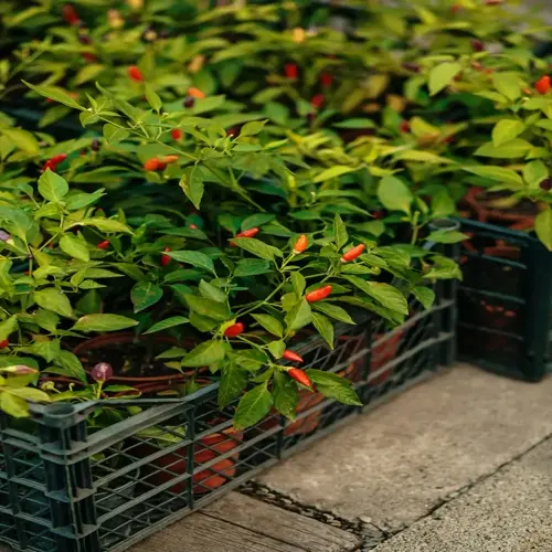 potted pepper plants with red peppers growing in dark green plastic containers (crates), arranged outdoors on stone surface