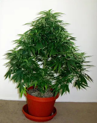 potted plant in vigorous vegetative growth stage with dense green foliage, showing mature leaves and branching structure in an indoor setting