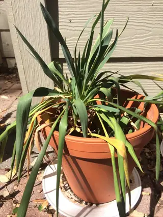 potted plant with drooping yellowing leaves showing symptoms of overwatered plant roots and poor drainage in a clay pot