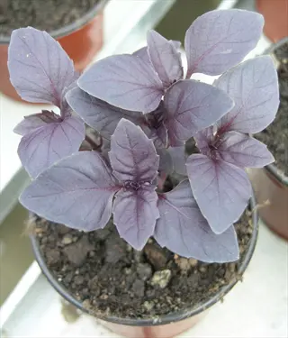 potted purple basil plant with vibrant purple leaves growing in soil, shown in a greenhouse setting with other plants in background