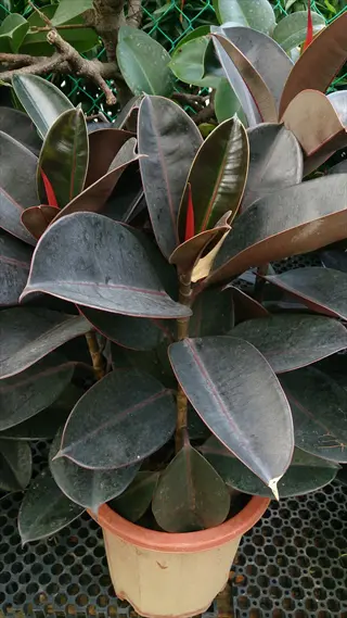 potted robusta rubber plant with dark glossy leaves and new red growth in light brown container against green mesh fencing