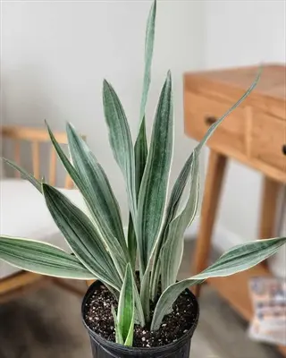 potted sansevieria sayuri silver plant with elongated variegated leaves in a home setting
