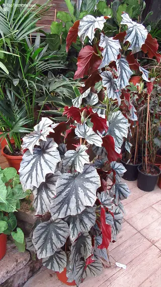 potted silver leaf begonia showcasing large, variegated silver-green leaves with dark veining in a plant nursery setting