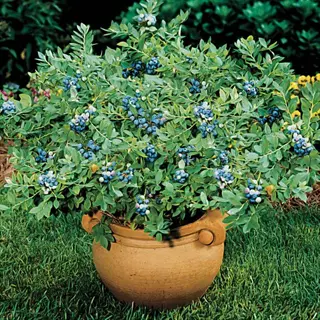 potted sunshine blue southern highbush blueberry plant laden with ripe blue berries and glossy green leaves, grown in a garden container