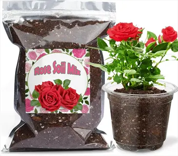 potting mix container roses: bag of rose soil mix with red roses label and potted red rose plant in clear container