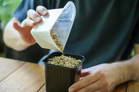 pouring seeds mixed with vermiculite from a container (vermiculite seeds container) into a pot for the vermiculite method