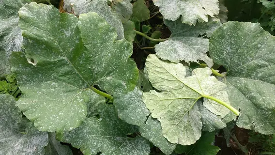 powdery mildew squash: close-up of large green leaves covered in white powdery fungal growth, garden background