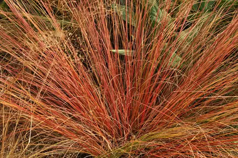 prairie dropseed grass with slender blades turning warm copper and orange hues in autumn among green foliage