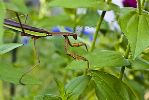 praying mantis hunting in a lush garden, perched on vegetation with raised raptorial forelegs ready to strike