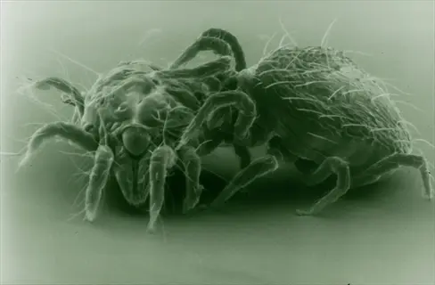 predatory mite and spider mite interaction captured in monochrome microscopy, showcasing their setae and arthropodan features