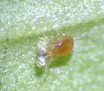 predatory mite closeup: detailed view of an orange predatory mite attacking prey on a green plant surface
