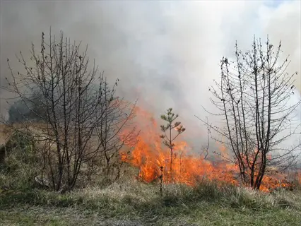 prescribed burn in grassland: controlled fire and smoke clear invasive species for habitat management
