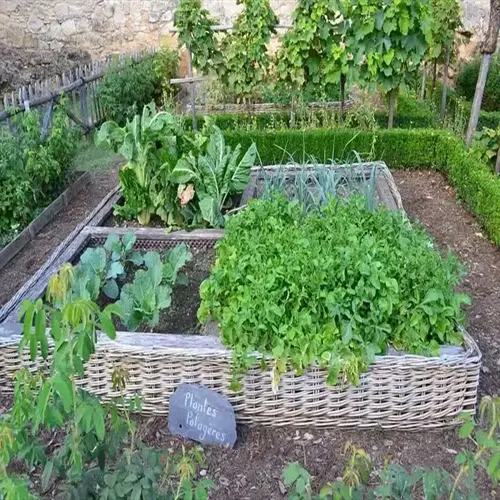 productive vegetable garden with raised wicker beds, lush plants, and a 'plantes potagères' sign