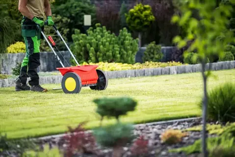 professional applying fall lawn care fertilizing using red spreader on lush green garden lawn with ornamental shrubs