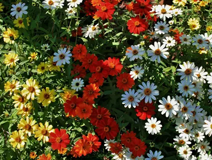 profusion zinnia garden bed bursting with vibrant yellow, red, orange and white blooms under sunny skies