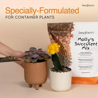 promotional display of veryplants' molly's succulent mix potting soil for container plants with two example potted succulents