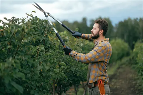 pruning plant leaves: gardener in plaid shirt using shears on orchard trees to remove infested foliage