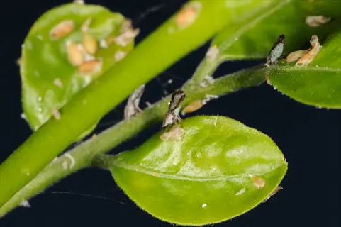 psyllids on citrus leaf