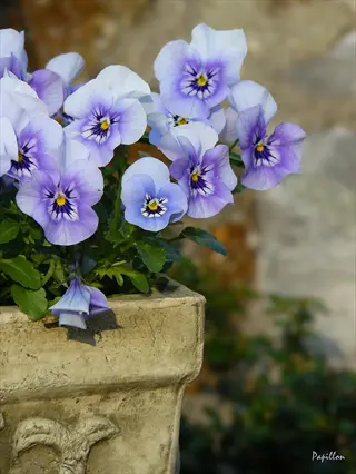 purple and white wildflowers in stone container, demonstrating wildflower container gardening with papillon watermark