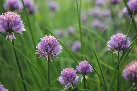 purple chive blossoms blooming among lush green foliage