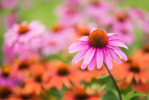 purple coneflower echinacea bloom with orange flowers in the background