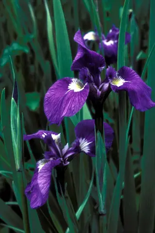 purple crested iris woodland flowers with green foliage background