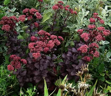 purple emperor sedum plant showcasing deep burgundy foliage and clusters of vibrant pink flowers in a lush garden bed
