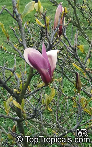 purple lily magnolia flowers blooming on branched tree with buds in a garden