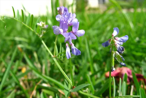 purple wildflowers blooming in a lush st. augustine grass lawn under bright sunlight