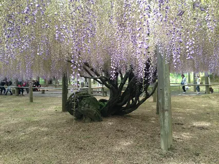 purple wisteria garden with cascading flowers, wooden supports, and visitors in the background