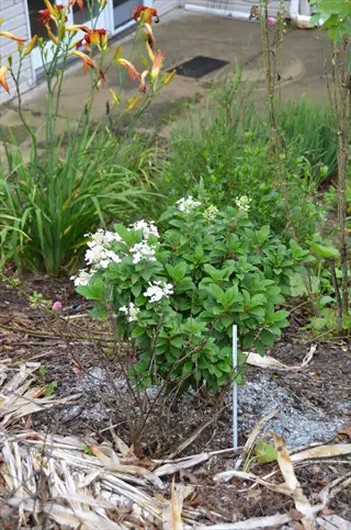 quick fire hydrangea blooming with white flowers in a garden setting, surrounded by lush greenery and mulch