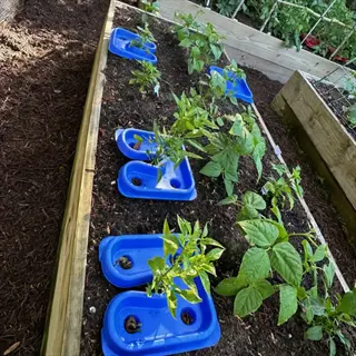 raised bed garden irrigation with blue watering devices and young plants