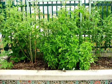 raised garden bed showcasing tomato companion planting with basil and leafy greens against a metal fence backdrop