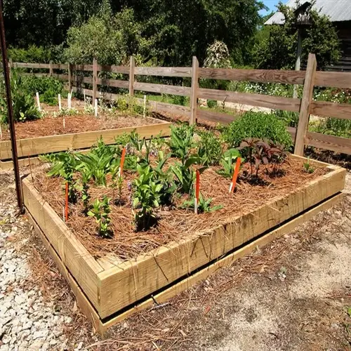 raised wooden vegetable garden planting beds with young plants and mulch in a fenced garden area