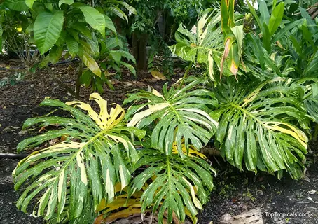 rare monstera obliqua plant with large green-yellow variegated leaves and distinctive fenestrations growing in tropical garden soil