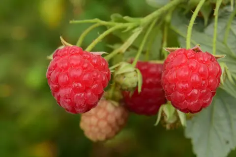 raspberry plant fruit: plump red raspberries growing on a vine with green leaves in a garden setting