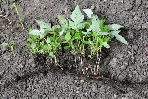 raspberry simple layering: horizontal stem with developing roots and multiple vertical shoots emerging from soil