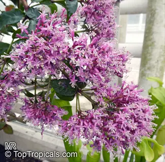 reblooming lilac shrub with dense clusters of small pink-purple flowers and green foliage in a garden
