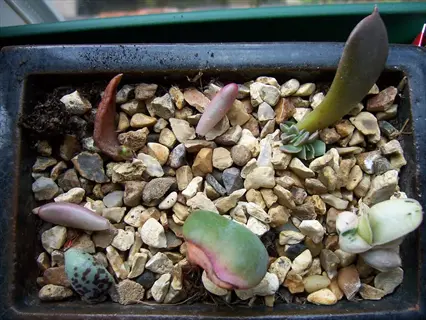 rectangular pot filled with gravel and developing succulent leaf roots, showcasing various succulent leaves with early root growth