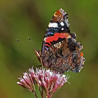 red admiral butterfly (vanessa atalanta) with black wings, red bands, and white spots nectaring on pink flowers in a sunlit garden