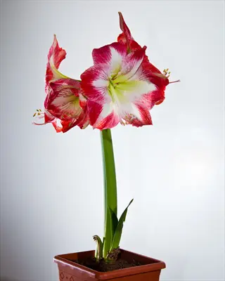 red and white minerva amaryllis flowers in a brown pot against a plain background