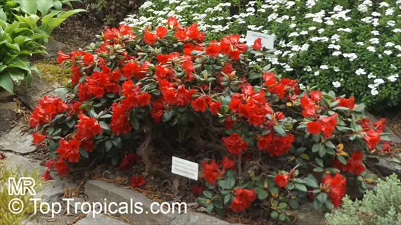 red azalea blooming hedge with visible plant labels in a garden setting, surrounded by white flowers and stone pathway