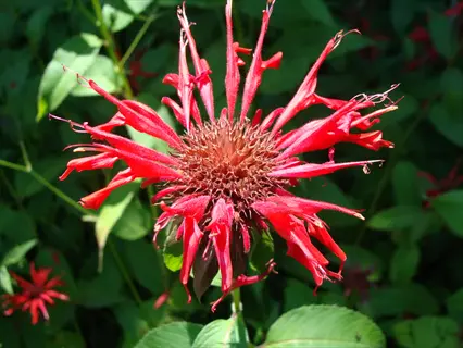 red bee balm flower in full bloom with tubular petals surrounding a spiky center among green foliage