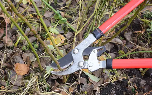 red-handled rose cane loppers pruning thick, thorny rose canes in an autumn garden with soil and fallen leaves