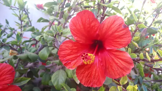 red hibiscus flower in full bloom with yellow stamens among green foliage